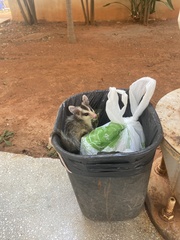 Didelphis albiventris