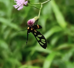 Amata sperbius