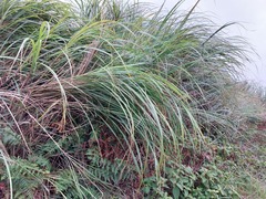 Miscanthus sinensis