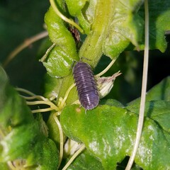Armadillidium nasatum