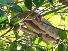 Corallus ruschenbergerii