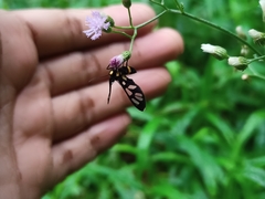 Amata sperbius