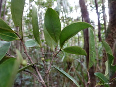 Warneckea pulviniflora