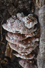 Punctularia atropurpurascens