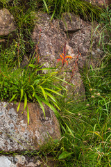 Watsonia gladioloides