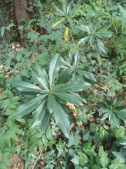 Daphne laureola