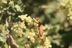 Chauliognathus discus