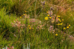 Zaluzianskya microsiphon