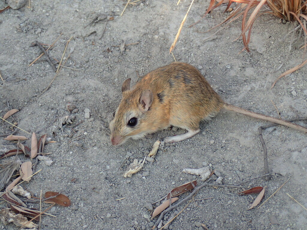 Bushveld Gerbil