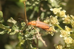 Chauliognathus discus
