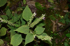 Collinsonia elsholtzioides