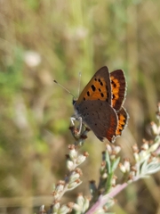 Lycaena phlaeas