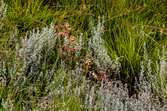 Zaluzianskya microsiphon