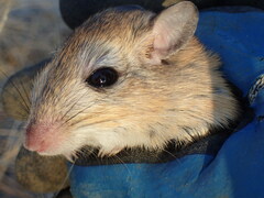 Gerbilliscus leucogaster