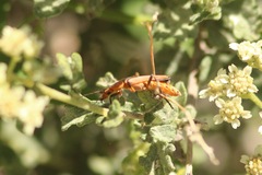 Chauliognathus discus