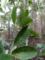 Warneckea pulviniflora