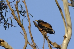 Sturnus vulgaris