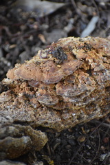 Mensularia radiata