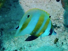 Coradion chrysozonus