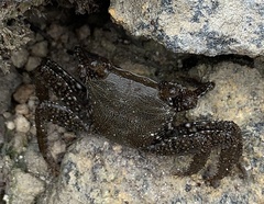 Pachygrapsus marmoratus