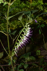 Collinsonia elsholtzioides