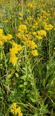 Solidago speciosa