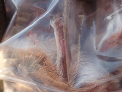 Gerbilliscus leucogaster