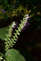 Collinsonia elsholtzioides