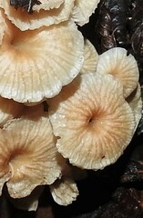 Gerronema subclavatum