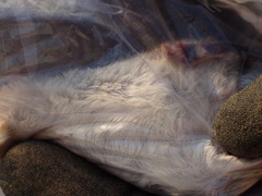 Gerbilliscus leucogaster