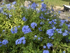 Plumbago auriculata