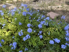 Plumbago auriculata