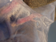 Aethomys chrysophilus