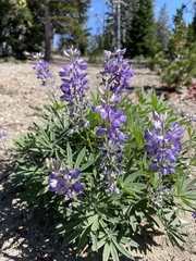 Lupinus latifolius