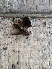 Polistes exclamans