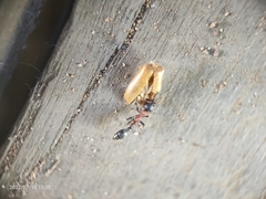 Tetraponera rufonigra