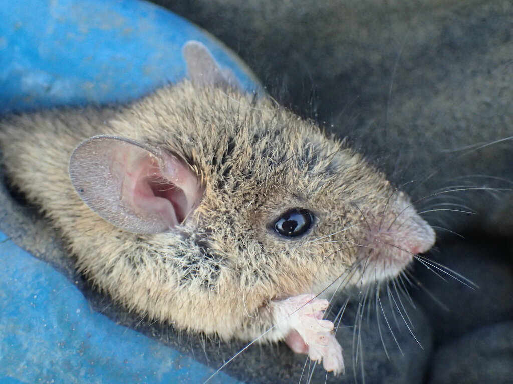 Red Rock Rat