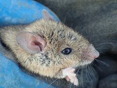 Aethomys chrysophilus