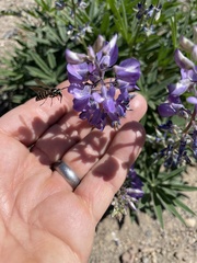 Lupinus latifolius