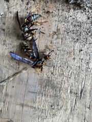 Polistes exclamans
