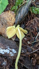 Entoloma murrayi
