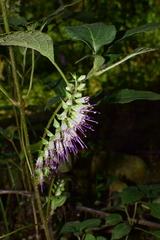 Collinsonia elsholtzioides