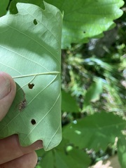 Quercus montana