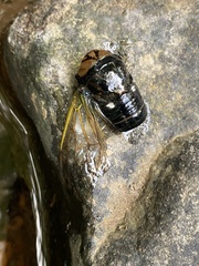 Cicadidae