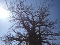 Stegodyphus dumicola