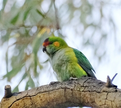 Parvipsitta porphyrocephala