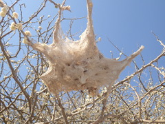 Stegodyphus dumicola