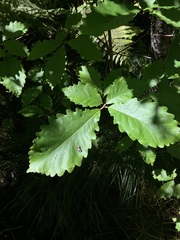 Quercus montana