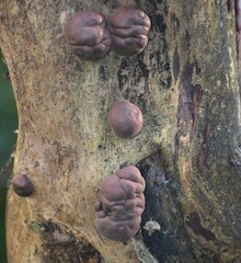 Daldinia childiae