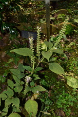 Collinsonia elsholtzioides